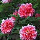 5 seeds Rare White Red Tree Peony Tree Seeds
