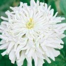 50 seeds Zinnia Youth-and-Old-Age White Flower Seed