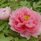6 seeds Pink Chinese Luoyang Peony Mudan Seeds