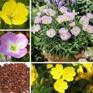100 seeds Garden Evening Primrose Seeds Mixed Yellow Pink Flowers