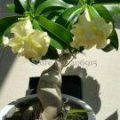 2 seeds 'Golden Years' Double Desert Rose Adenium