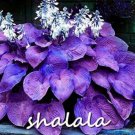 200 seeds Hosta Seeds Purple Round Leaves