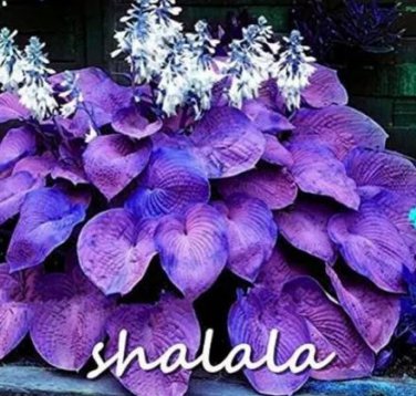 200 seeds Hosta Seeds Purple Round Leaves
