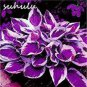 200 seeds Hosta Seeds Purple Round Leaves