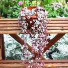100 seeds Ceropegia Seeds Succulent Hanging Bonsai Plants
