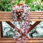 100 seeds Ceropegia Seeds Succulent Hanging Bonsai Plants