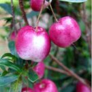 10 seeds Very Rare Red Apple LBerry Billardier aongiflora Organic Fruit