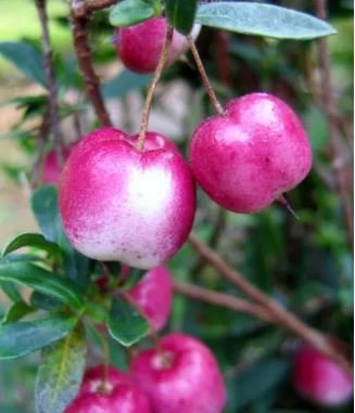 10 seeds Very Rare Red Apple LBerry Billardier aongiflora Organic Fruit