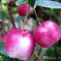 10 seeds Very Rare Red Apple LBerry Billardier aongiflora Organic Fruit
