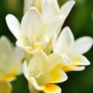 100 seeds Gorgeous Freesia Seeds Yellowish White Flowers Hardy Plants