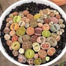 100  sees Beauty Mixed Mini Lithops Bonsai Plants Cactus Bonsai Plants