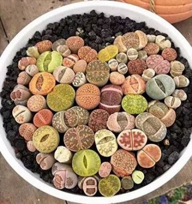100  sees Beauty Mixed Mini Lithops Bonsai Plants Cactus Bonsai Plants