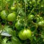 100 seeds Rare Heirloom Arbuznyi Big Green Tomato with Dark Green Line Organic