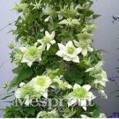 100 seeds Clematis Bonsai Clematis Plant Bonsai Clematis Florida Thunb Flowers