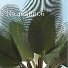 100P seeds Travelers Palm Flores Seeds