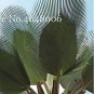 100P seeds Travelers Palm Flores Seeds