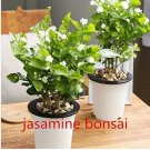 10  seeds White jasmine seeds, Arabian jasmine aromatic plant good smell chinese flower seeds