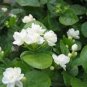10  seeds White jasmine seeds, Arabian jasmine aromatic plant good smell chinese flower seeds