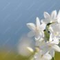 10  seeds White jasmine seeds, Arabian jasmine aromatic plant good smell chinese flower seeds