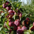 10 seeds Delicious Round Plums Fruit Tree Seeds Good Quality Mysterious Gift