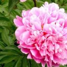 5 seeds Heirloom 'Jin Guang San Hui' Pink Chinese Peony Flower Root Seeds