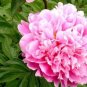 5 seeds Heirloom 'Jin Guang San Hui' Pink Chinese Peony Flower Root Seeds