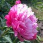 5 seeds Heirloom 'Jin Guang San Hui' Pink Chinese Peony Flower Root Seeds