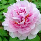 5 seeds Very Rare 'Fen Zhong Guan' Pink Pretty Perennial Peony Flower Seeds