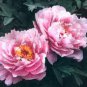5 seeds Very Rare 'Fen Zhong Guan' Pink Pretty Perennial Peony Flower Seeds