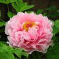 5 seeds Very Rare 'Fen Zhong Guan' Pink Pretty Perennial Peony Flower Seeds