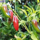 30 seeds Organically Grown Mucho Nacho Jalapeno Hot Pepper