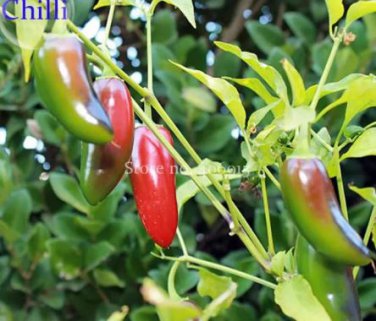30 seeds Organically Grown Mucho Nacho Jalapeno Hot Pepper