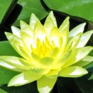 1 seeds Golden Nelumbo Nucifera Lotus Flowers Pond Plants Bonsai