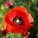 100 seeds Poppy Flower Coquelicot Flower Seeds