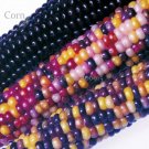 20 seeds Heirloom Colorful Hybrid Corn