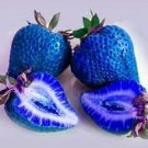 500 seeds Organic Blue Strawberry Antioxidant Seeds Delicious Plant