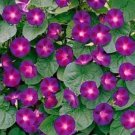 50 seeds Rare 'Grandpa Ott' Bright Purple Morning Glory