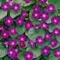 50 seeds Rare 'Grandpa Ott' Bright Purple Morning Glory