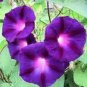 50 seeds Rare 'Grandpa Ott' Bright Purple Morning Glory