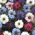 20 seeds Nigella Damascena Mixed Love-in-a-mist Fennelflower