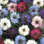 20 seeds Nigella Damascena Mixed Love-in-a-mist Fennelflower