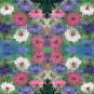 20 seeds Nigella Damascena Mixed Love-in-a-mist Fennelflower