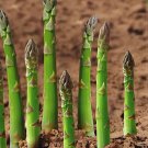 20 seeds Organic Green Asparagus Vegetables