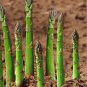 20 seeds Organic Green Asparagus Vegetables