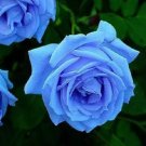 400 seeds New Fresh Blue Rose Shrub Flowers Seeds for Home Garden