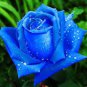 400 seeds New Fresh Blue Rose Shrub Flowers Seeds for Home Garden