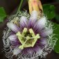 10 seeds Passion Flower Purple Granadilla Passiflora Edulis