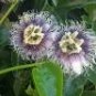 10 seeds Passion Flower Purple Granadilla Passiflora Edulis