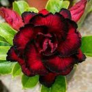 2 seeds 'Immortality' Dark Red Adenium Obesum Desert Rose