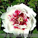 5 seeds Rare 'Hua Cat' White Peony with Red Heart Flower